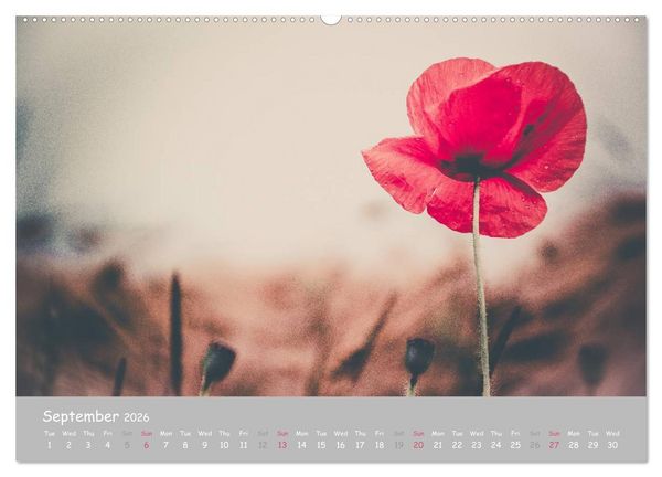 Produktbild: Poppy Love (High Quality Premium Wall Calendar 2026 DIN A2 landscape),CALVENDO 12 Month Wall Calendar