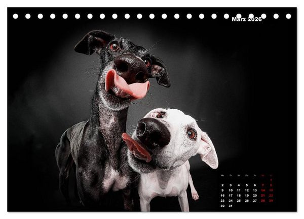 Produktbild: Die Stimme der Windhunde (Tischkalender 2026 DIN A5 quer), CALVENDO Monatskalender