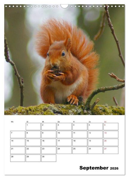 Produktbild: Niedliche Eichh&ouml;rnchen (Wandkalender 2026 DIN A3 hoch), CALVENDO Monatskalender