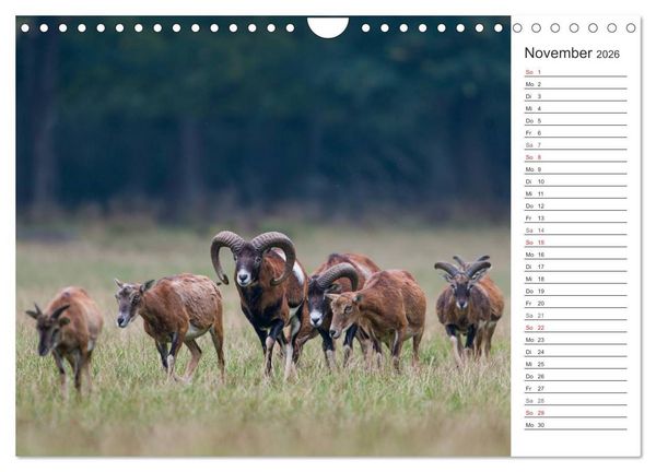 Produktbild: Emotionale Momente: Muffelwild. (Wandkalender 2026 DIN A4 quer), CALVENDO Monatskalender