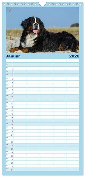 Produktbild: Familienplaner 2026 - Berner Sennenhund 2026 mit 5 Spalten (Wandkalender, 21 x 45 cm) CALVENDO