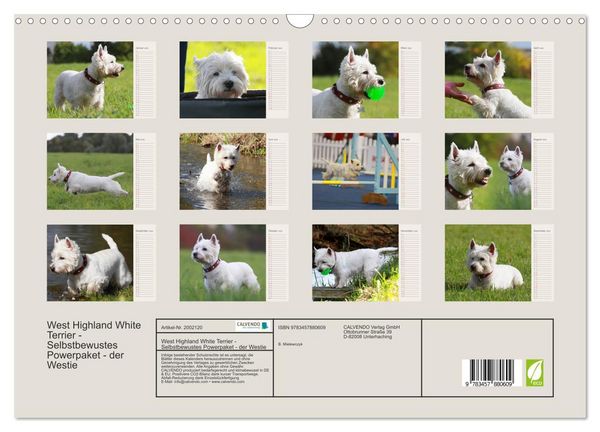 Produktbild: West Highland White Terrier - Selbstbewustes Powerpaket - der Westie (Wandkalender 2026 DIN A3 quer), CALVENDO Monatskalender