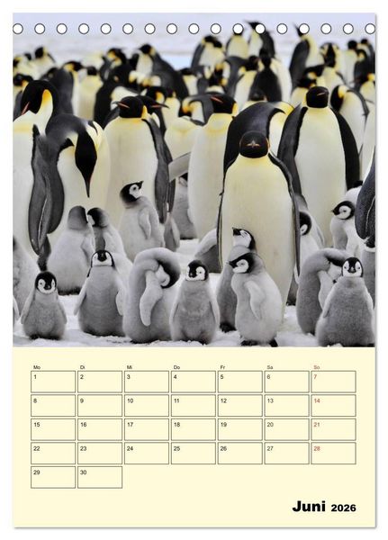 Produktbild: Pinguine. Wackeln im Thermo-Frack (Tischkalender 2026 DIN A5 hoch), CALVENDO Monatskalender