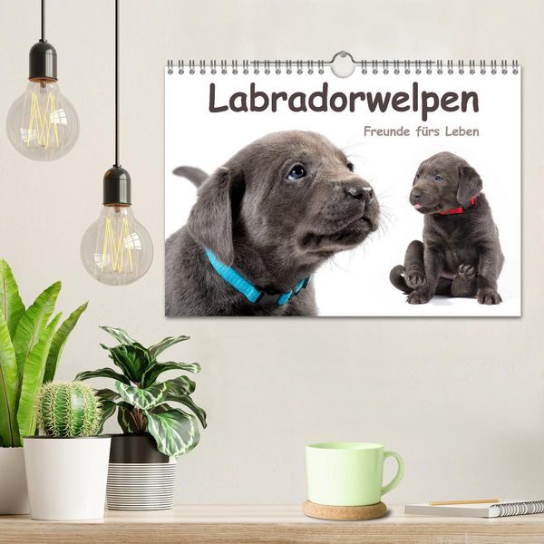 Produktbild: Labradorwelpen - Freunde f&uuml;rs Leben (Wandkalender 2026 DIN A4 quer), CALVENDO Monatskalender
