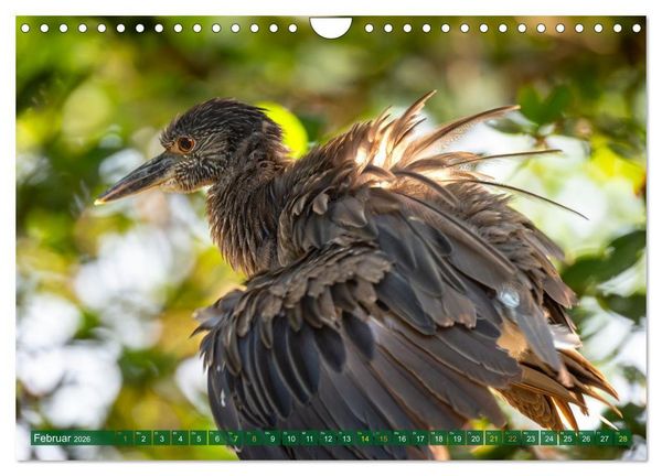 Produktbild: Gr&uuml;nreiher - Krabbenreiher - Nachtreiher (Wandkalender 2026 DIN A4 quer), CALVENDO Monatskalender