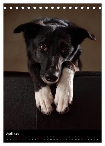 Produktbild: Stille Momente - Die sensible Seite der Hunde (Tischkalender 2026 DIN A5 hoch), CALVENDO Monatskalender
