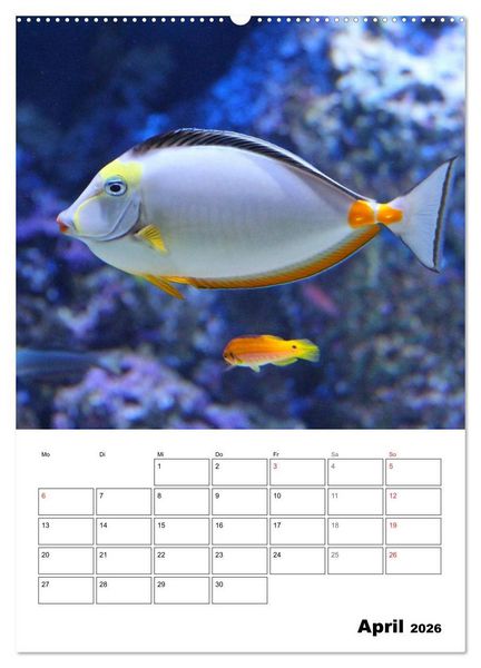 Produktbild: Zauberwelt. Fische, Korallen und Co. (Wandkalender 2026 DIN A2 hoch), CALVENDO Monatskalender
