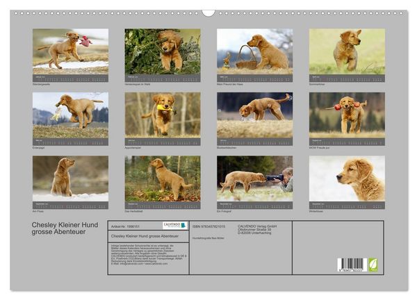 Produktbild: Chesley Kleiner Hund grosse Abenteuer (Wandkalender 2026 DIN A2 quer), CALVENDO Monatskalender
