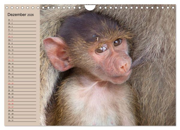 Produktbild: Afrikas wildes Kinderzimmer (Wandkalender 2026 DIN A4 quer), CALVENDO Monatskalender