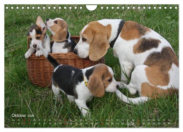 Produktbild: Beagle (Wandkalender 2026 DIN A4 quer), CALVENDO Monatskalender