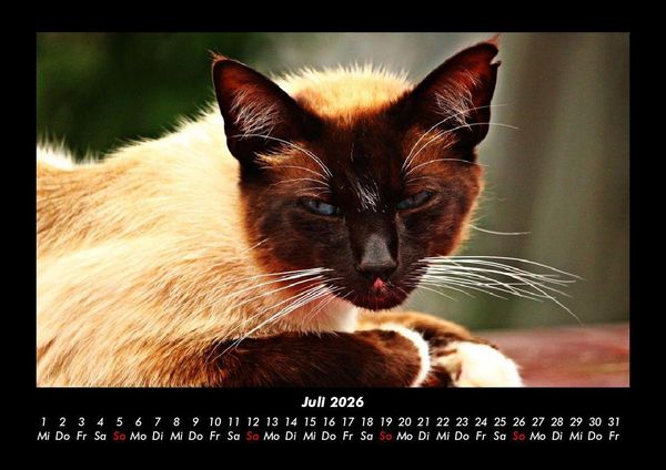 Produktbild: F&uuml;r Katzenfreunde 2026 Fotokalender DIN A3