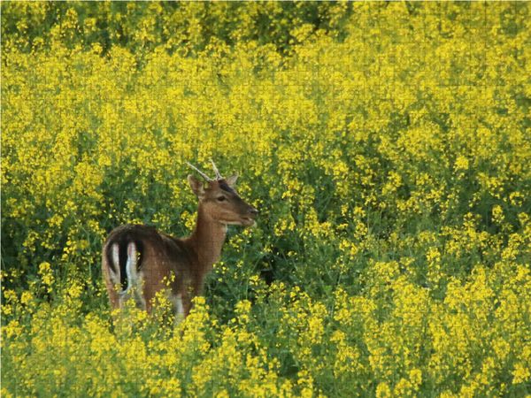 Produktbild: CALVENDO Puzzle Damhirsch im Raps 1000 Teile Lege-Gr&ouml;&szlig;e 64 x 48 cm Foto-Puzzle Bild von Dirk Stamm