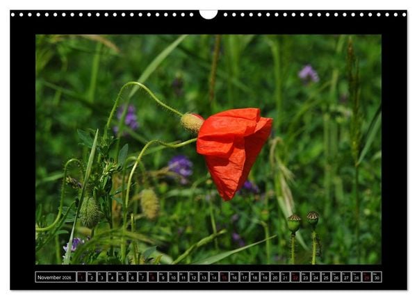 Produktbild: Roter Mohn, bunte Wiesen (Wandkalender 2026 DIN A3 quer), CALVENDO Monatskalender