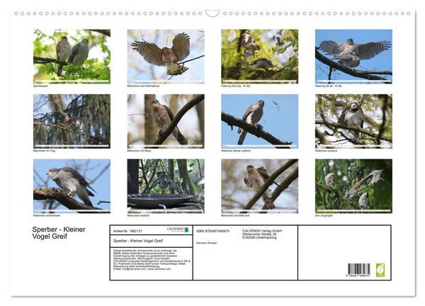 Produktbild: Sperber - Kleiner Vogel Greif (Wandkalender 2026 DIN A2 quer), CALVENDO Monatskalender