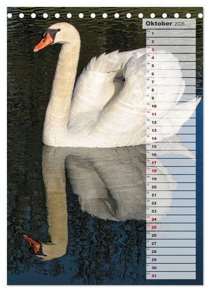 Produktbild: Stolze Schw&auml;ne (Tischkalender 2026 DIN A5 hoch), CALVENDO Monatskalender