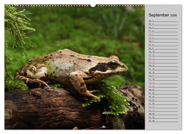 Produktbild: Salamander und Co. (hochwertiger Premium Wandkalender 2026 DIN A2 quer), Kunstdruck in Hochglanz