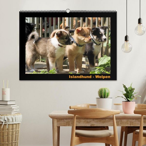 Produktbild: Islandhund - Welpen / CH-Version (Wandkalender 2026 DIN A2 quer), CALVENDO Monatskalender