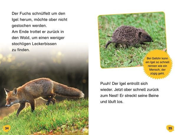 Produktbild: Superleser! Hallo, Igel!
