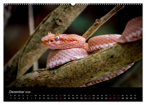 Produktbild: Costa Rica. Faszinierende Tierwelt (Wandkalender 2026 DIN A2 quer), CALVENDO Monatskalender
