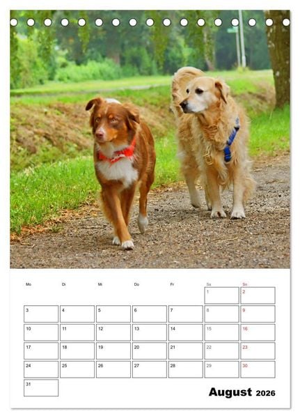 Produktbild: Hunde Freunde (Tischkalender 2026 DIN A5 hoch), CALVENDO Monatskalender