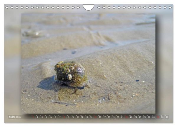 Produktbild: Baltrum - Ein Tag am Strand (Wandkalender 2026 DIN A4 quer), CALVENDO Monatskalender