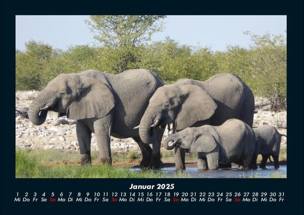 Produktbild: Elefanten 2025 Fotokalender DIN A4
