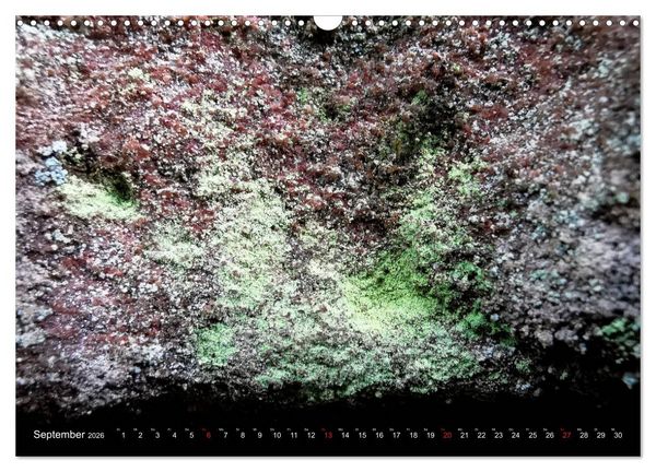 Produktbild: Welt der Flechten (Wandkalender 2026 DIN A3 quer), CALVENDO Monatskalender