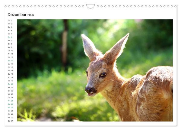 Produktbild: Rehkitze, zierliche Sch&ouml;nheiten mit gro&szlig;en, sanften Augen (Wandkalender 2026 DIN A3 quer), CALVENDO Monatskalender
