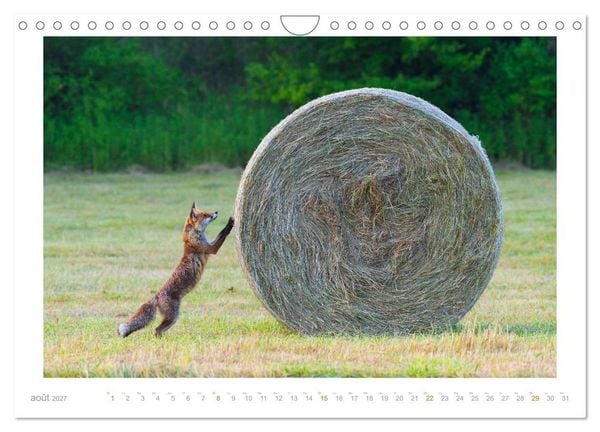 Produktbild: Un an avec le renard roux (Calendrier mural 2027 DIN A4 vertical), CALVENDO calendrier mensuel