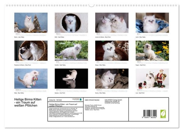 Produktbild: Heilige Birma Kitten - ein Traum auf wei&szlig;en Pf&ouml;tchen (hochwertiger Premium Wandkalender 2026 DIN A2 quer), Kunstdruck in Hochglanz
