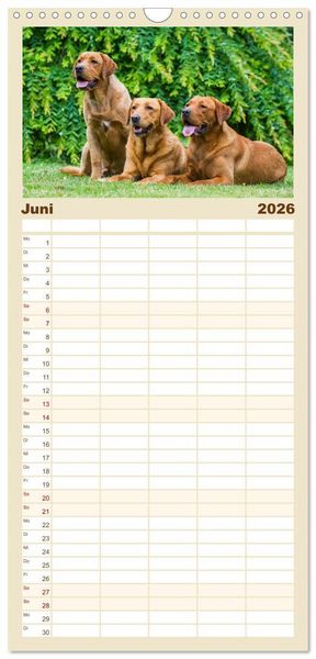 Produktbild: Familienplaner 2026 - Labrador Retriever - Freunde f&uuml;r&acute;s Leben mit 5 Spalten (Wandkalender, 21 x 45 cm) CALVENDO