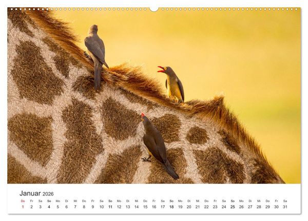 Produktbild: Botswana - Grandiose Wildnis (Wandkalender 2026 DIN A2 quer), CALVENDO Monatskalender