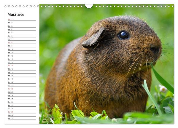 Produktbild: Meerschweinchen Niedliche Herzensbrecher (Wandkalender 2026 DIN A3 quer), CALVENDO Monatskalender