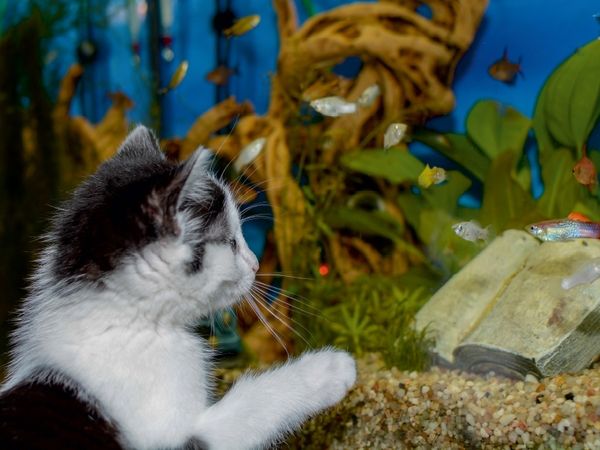 Produktbild: CALVENDO Puzzle Katze Hope und die Fische | 1000 Teile Lege-Gr&ouml;&szlig;e 64x48cm Foto-Puzzle f&uuml;r gl&uuml;ckliche Stunden