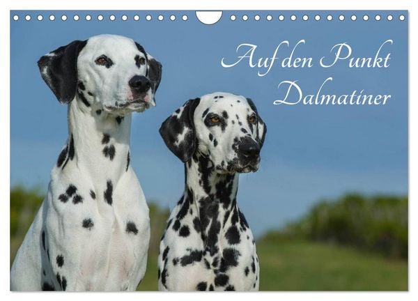 Produktbild: Auf den Punkt - Dalmatiner (Wandkalender 2026 DIN A4 quer), CALVENDO Monatskalender