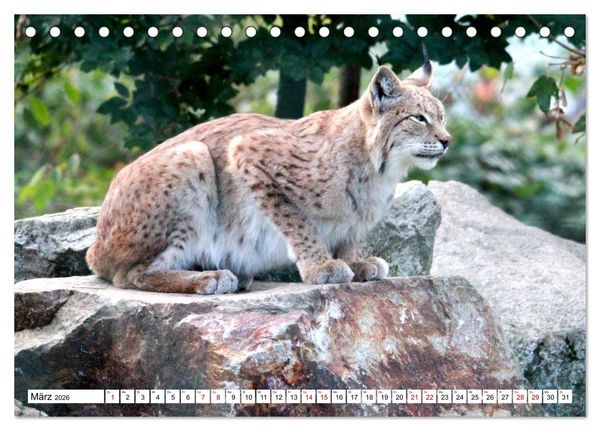 Produktbild: Familie Luchs - Die J&auml;ger mit dem Pinselohr (Tischkalender 2026 DIN A5 quer), CALVENDO Monatskalender