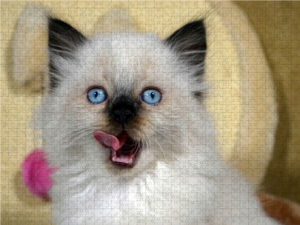 Produktbild: CALVENDO Puzzle Ragdoll Mix 1000 Teile Lege-Gr&ouml;&szlig;e 64 x 48 cm Foto-Puzzle Bild von Jennifer Chrystal