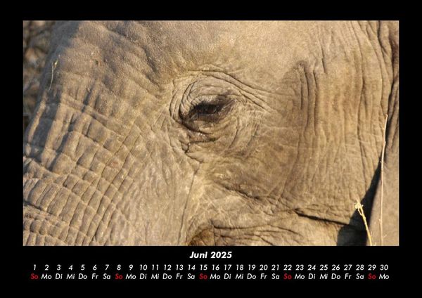 Produktbild: Der Elefantenkalender 2025 Fotokalender DIN A3