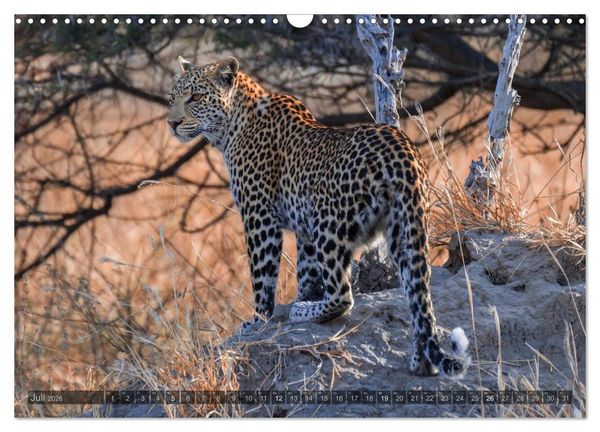 Produktbild: Botswana &ndash; Landschaft und Tierwelt (Wandkalender 2026 DIN A3 quer), CALVENDO Monatskalender