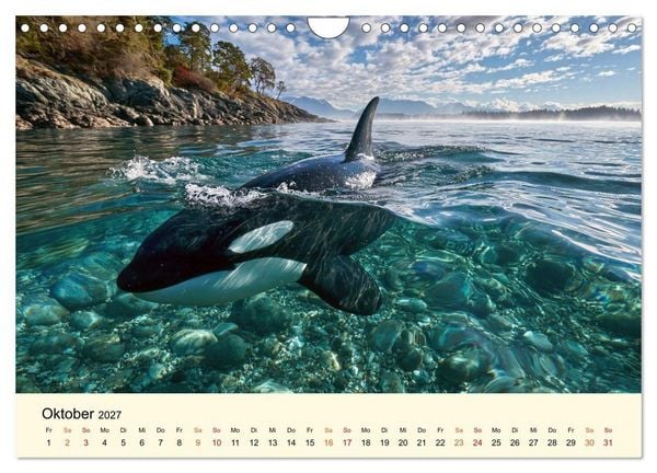 Produktbild: Orcas - Wilde Eleganz des Meeres (Wandkalender 2027 DIN A4 quer), CALVENDO Monatskalender