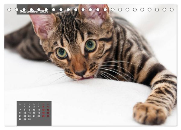 Produktbild: Bengal K&auml;tzchen (Tischkalender 2026 DIN A5 quer), CALVENDO Monatskalender