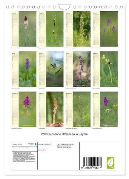 Produktbild: Wildwachsende Orchideen in Bayern (Wandkalender 2026 DIN A4 hoch), CALVENDO Monatskalender