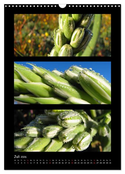 Produktbild: ZAUBERWELT DER BLUMEN - EISKRISTALLE & WASSERPERLEN (Wandkalender 2026 DIN A3 hoch), CALVENDO Monatskalender