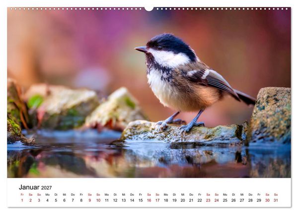 Produktbild: Federleicht - Das geheime Leben der Meisen (hochwertiger Premium Wandkalender 2027 DIN A2 quer), Kunstdruck in Hochglanz