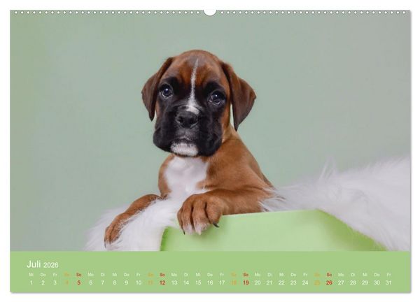 Produktbild: Boxer Welpen einfach zuckers&uuml;&szlig; (Wandkalender 2026 DIN A2 quer), CALVENDO Monatskalender