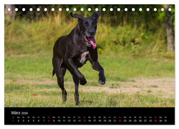 Produktbild: Deutsche Dogge 2026 (Tischkalender 2026 DIN A5 quer), CALVENDO Monatskalender