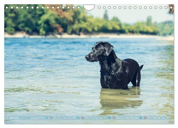 Produktbild: Faszination Labrador - gelb, foxred, schwarz (Wandkalender 2026 DIN A4 quer), CALVENDO Monatskalender