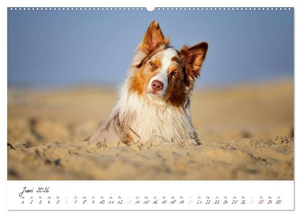 Produktbild: Wunderbare Australian Shepherds (hochwertiger Premium Wandkalender 2026 DIN A2 quer), Kunstdruck in Hochglanz