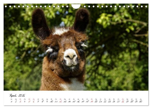 Produktbild: DIE LAMAS VON DER LAHN (Wandkalender 2026 DIN A4 quer), CALVENDO Monatskalender