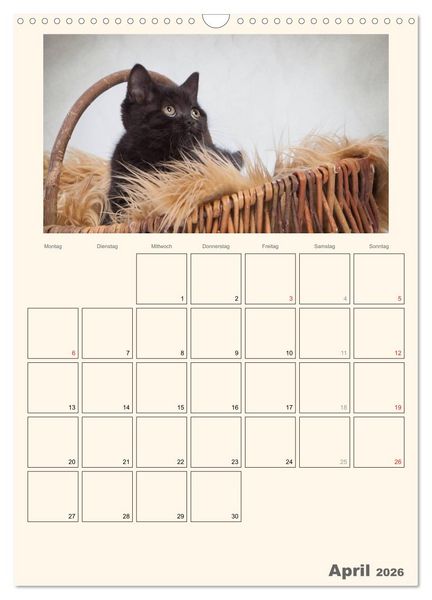 Produktbild: Schmusige Britisch Kurzhaar (Wandkalender 2026 DIN A3 hoch), CALVENDO Monatskalender